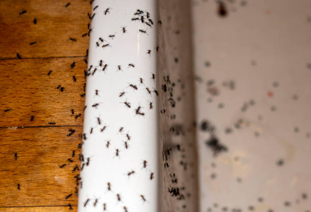 Best Pest Prevention Services  in Wright City, MO